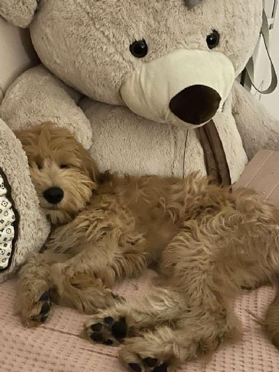 Goldendoodle F1